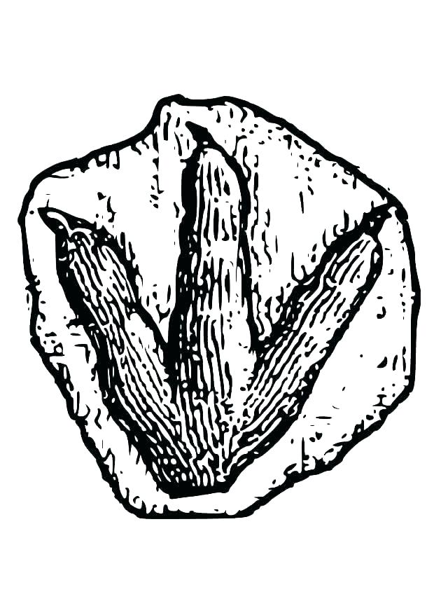 620x875 Fossils Coloring Pages