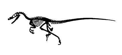 425x194 Raptor Dinosaur Fossil Decal, Decal Sticker Vinyl Car