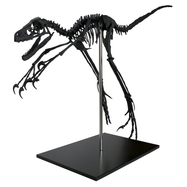 600x600 Bambiraptor Skeleton Triassica