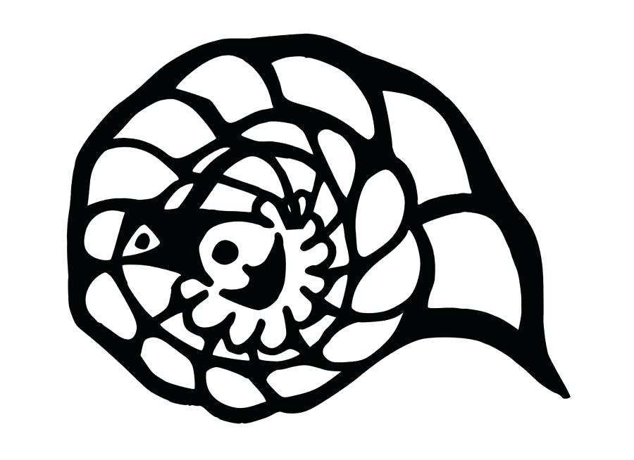 900x654 Seashell Drawing Dinosaur Drawing Seashell