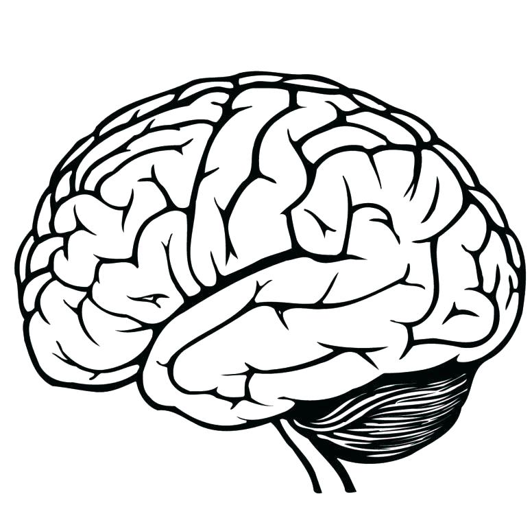 776x768 Brain Line Drawing Brain Coloring