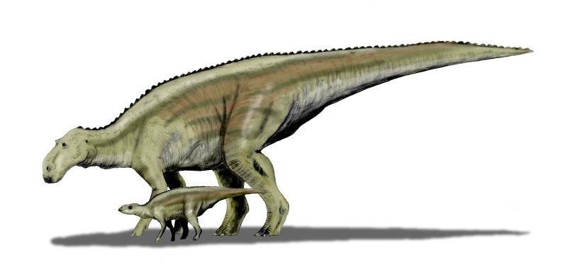 800x384 Maiasaura, Montana's Good Mother Lizard Mtpr