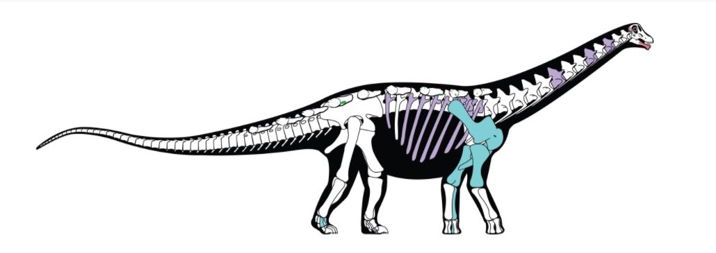 1030x365 newly discovered dinosaur indicates link between africa, europe