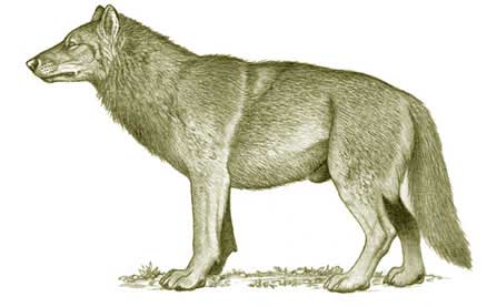 438x277 The Dire Wolf, The Largest Wolf To Have Ever Lived Hubpages