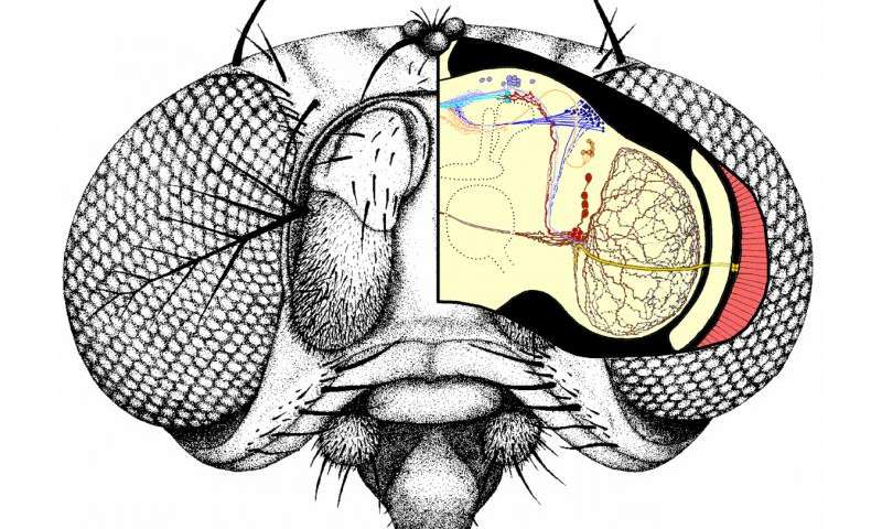 800x480 Light Causes Drosophila To Take Longer Midday Nap