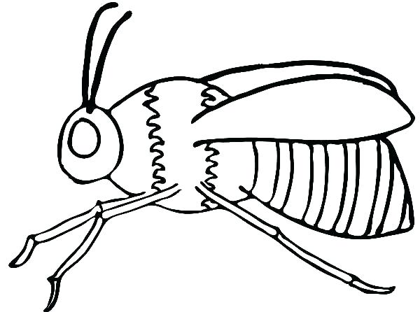 600x446 Coloring Pages For Adults Disney Online Mandala Printable Bumble