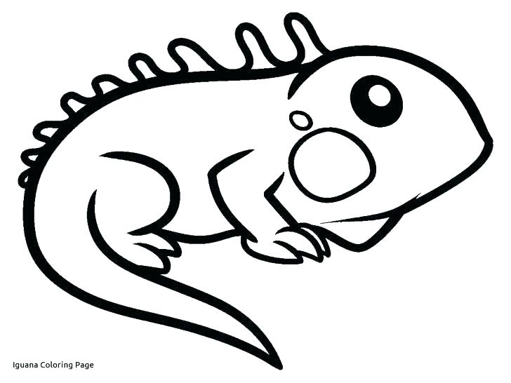 728x546 iguana coloring pages free coloring pages iguana coloring