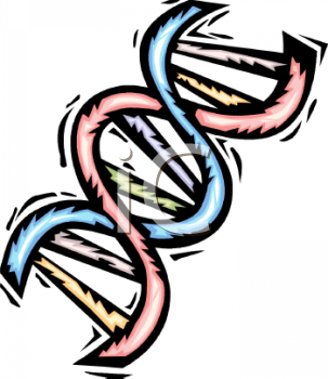 303x350 dna double helix clip art