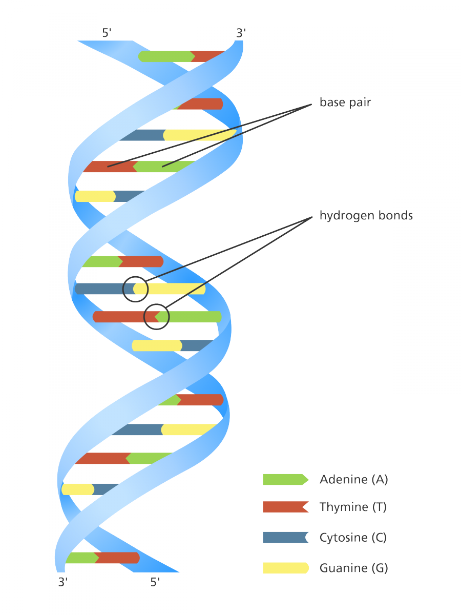 900x1200 unravelling the double helix stories