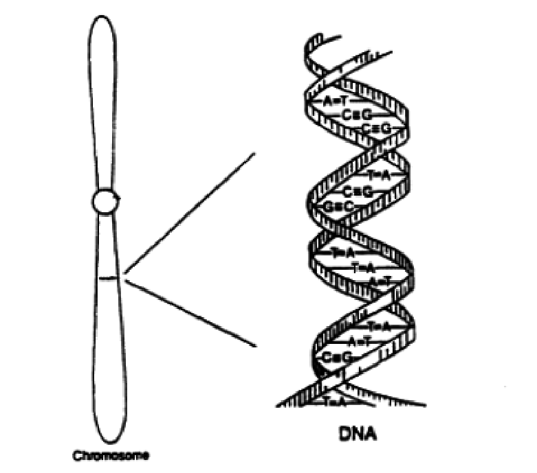 781x689 a chromosome sketch with a small region expanded to show