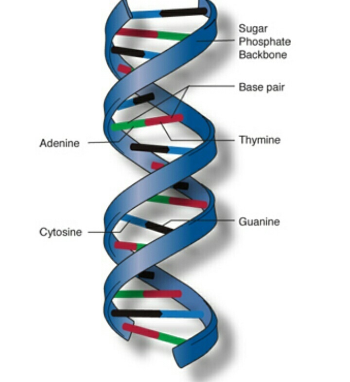 720x785 Draw The Labelled Diagram Of Dna Double Helical Structure