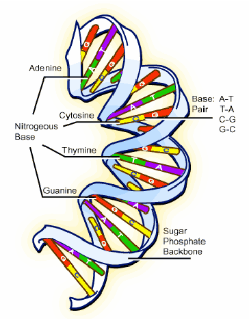 364x466 dna double helix