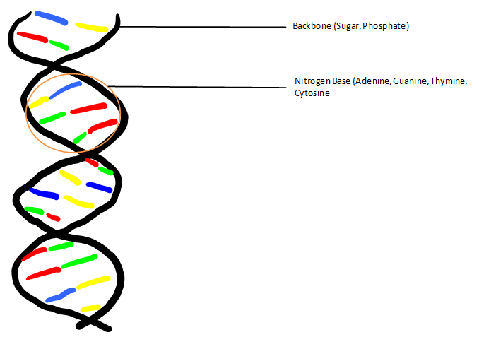 678x477 Dna Structure Clipart Drawing Labeled