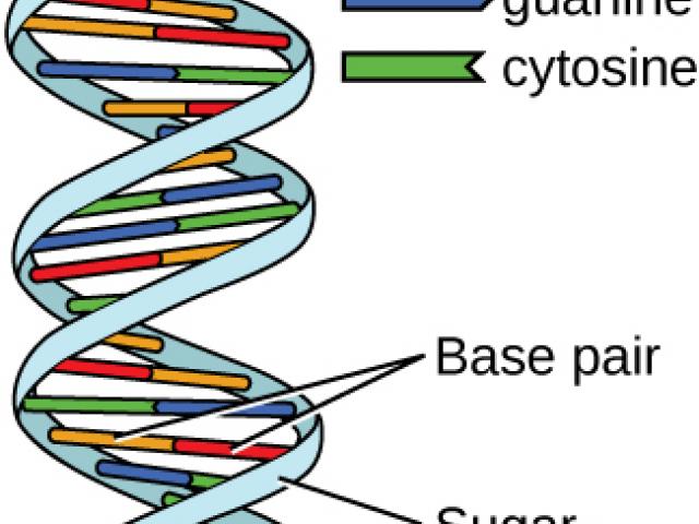 640x480 Dna Structure Clipart Drawing Labeled