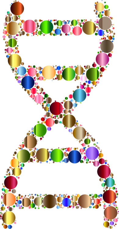 390x749 nucleic acid double helix dna drawing art cc0