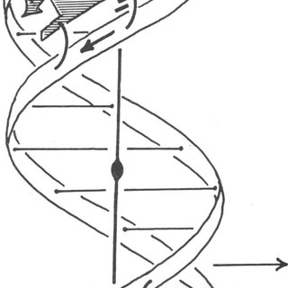 320x320 Schematic Drawing Of The Two Types Of Model Complexes The Two Dna