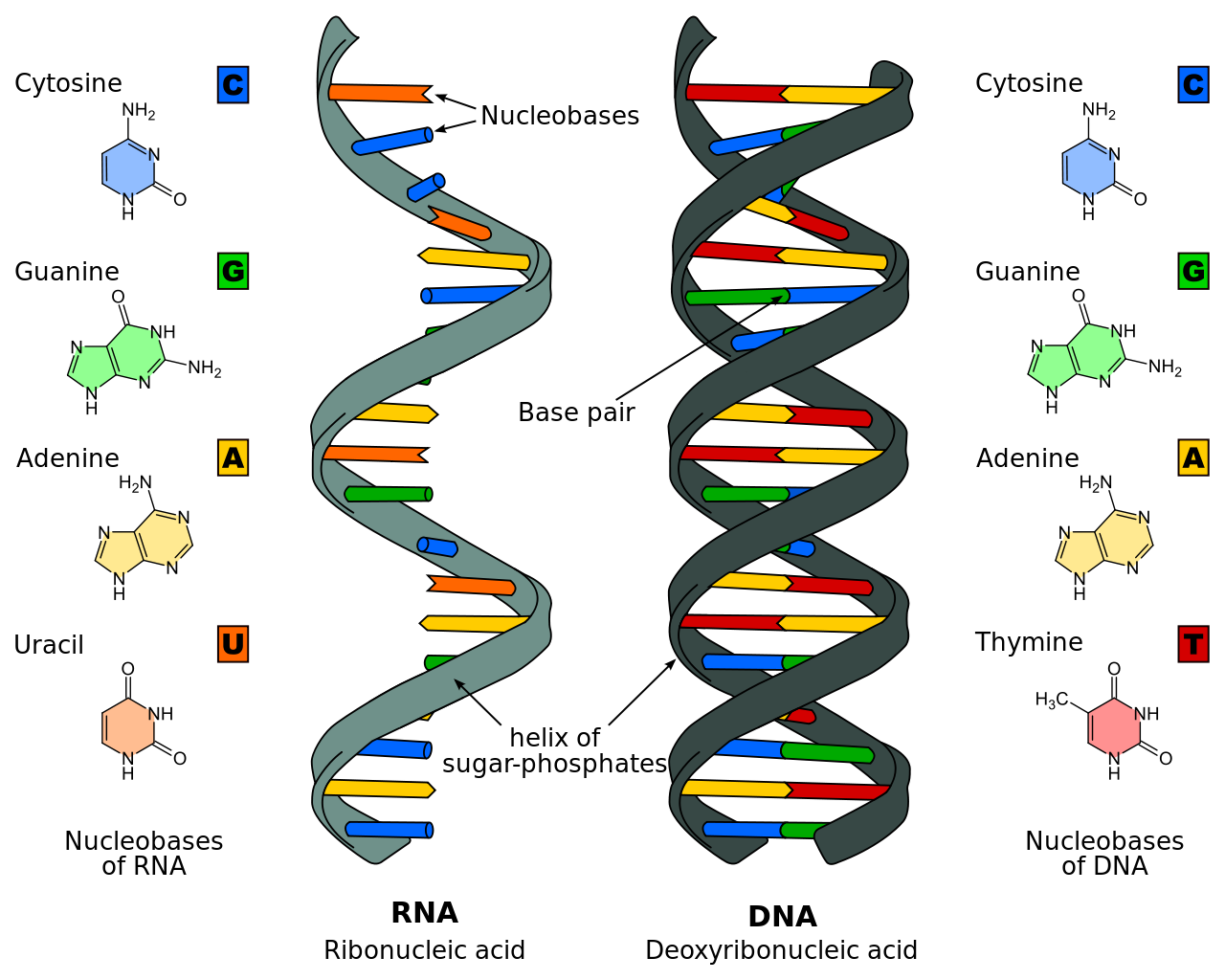 1280x1024 V Drawing Dna Transparent Png Clipart Free Download