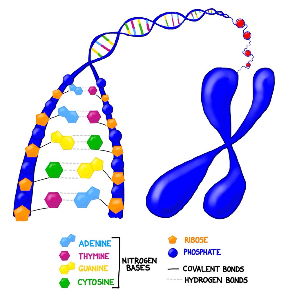 1024x1024 Bogobiology On Twitter Drawing A New Improved Dna Molecule