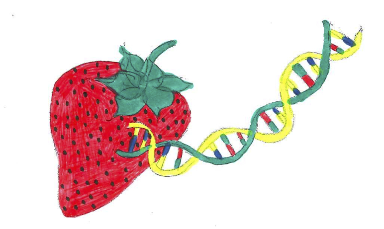 772x461 Dna Extraction From Strawberries Minipcr