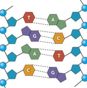 297x299 dna structure labeling diagram quizlet