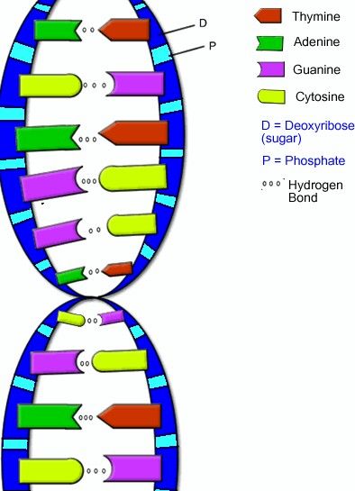394x545 dna model biology dna