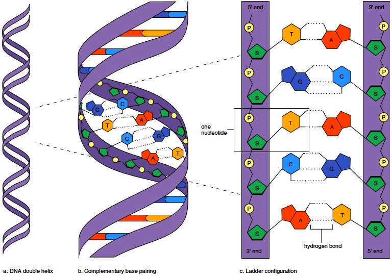 Dna Drawing Labeled | Free download on ClipArtMag