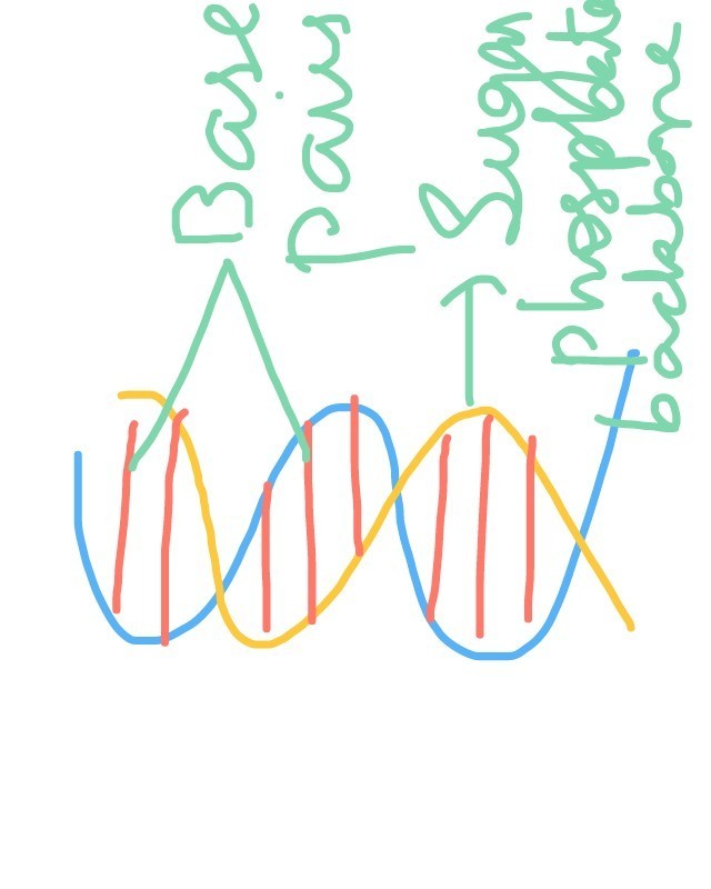 640x800 Draw Well Labeled Diagram Of Dna