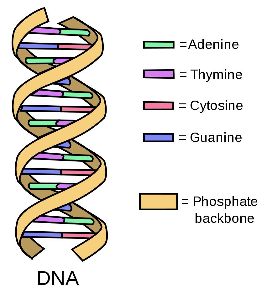 Dna Drawing Labeled | Free download on ClipArtMag