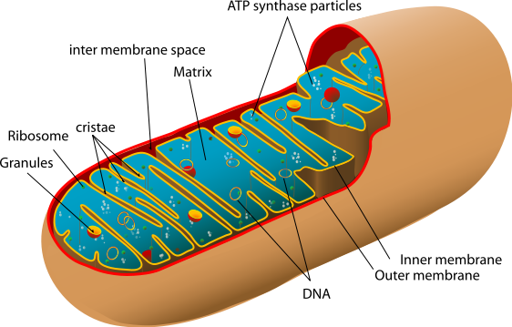 562x359 collection of free mitochondria drawing labeled download on ui ex