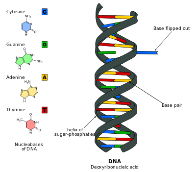 400x351 Collection Of Free Dna Drawing Animated Download On Ui Ex