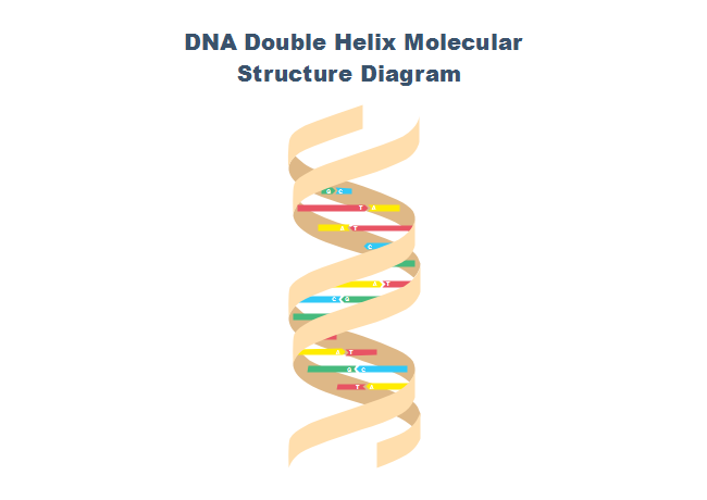 650x460 dna diagram free dna diagram templates