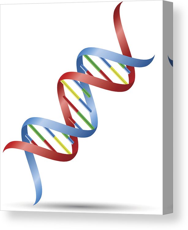 614x750 Dna Helix Canvas Print Canvas Art