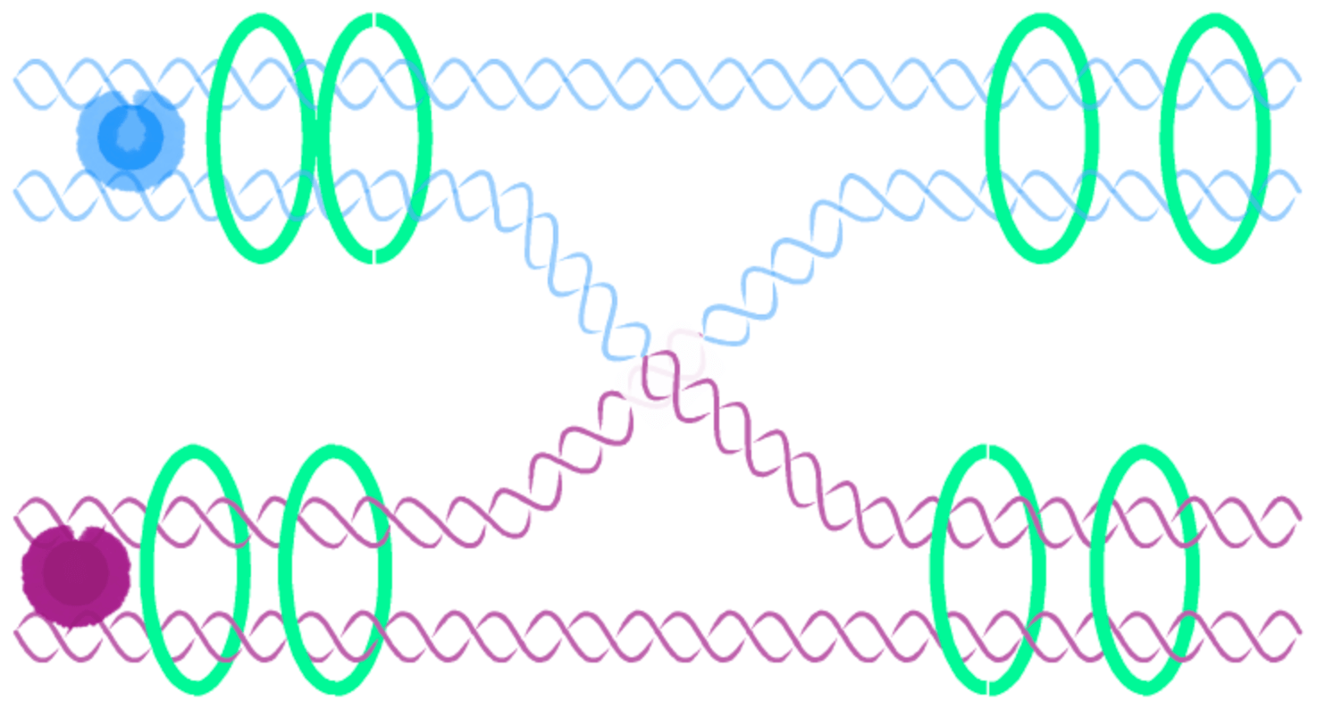 1474x794 drawing double helix dna molecules mapdiva