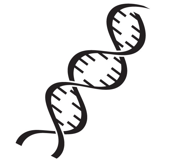 600x564 Dna Drawing For Free Download