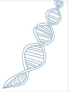 236x301 best how to draw a dna helix images draw, dna, drawing s