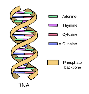 300x317 Collection Of Free Dna Drawing Model Download On Ui Ex