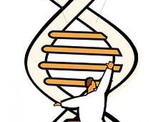 640x480 Free Dna Structure Clipart, Download Free Clip Art