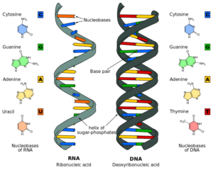300x240 nucleic acid structure nucleotide, structures of dna and rna