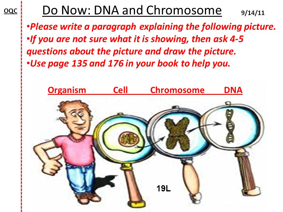960x720 Oqc Do Now Dna And Chromosome Please Write A Paragraph Explaining