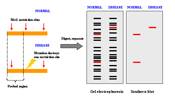576x324 Restriction Fragment Length Polymorphism