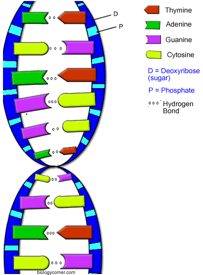 406x549 Universal Genetic Code This Diagram Shows A Dna Molecule, Which