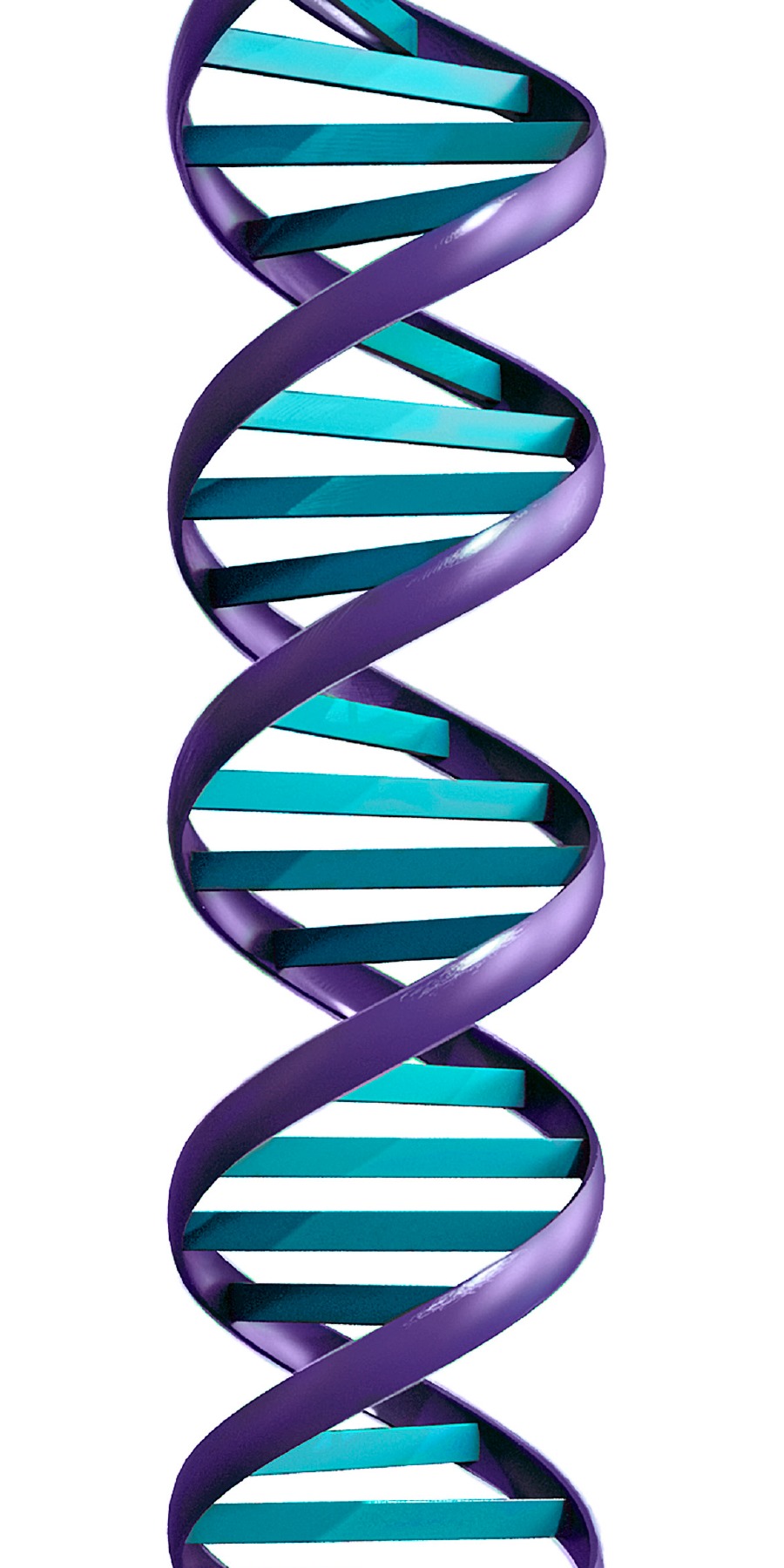 Dna Ladder Drawing | Free download on ClipArtMag