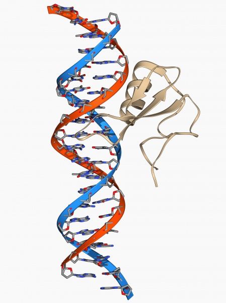 449x600 Dna And Complex, Molecular Model