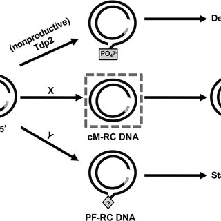 320x320 Model For Productive Versus Nonproductive Rc Dna Processing In Its