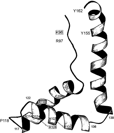 391x456 Model Of Binding Of The B Domain Of To Supercoiled Dna As