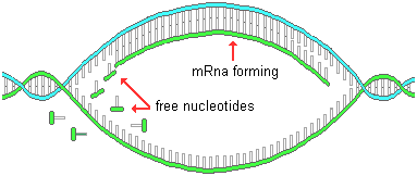 383x162 Biological Basis Of Heredity Molecular Level Of Genetics
