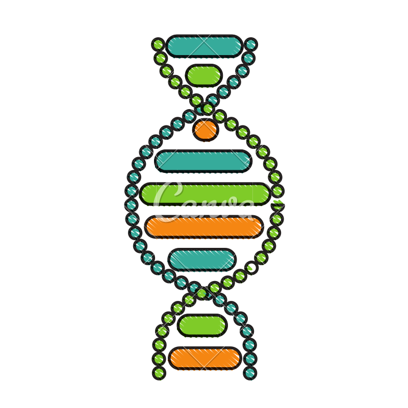 800x800 Dna Molecule Sketch