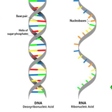 360x360 dna vs rna key differences and comparison technology networks