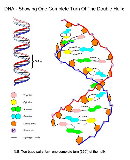 511x630 Dna Labelled Diagram Elegant Animal Cell Structure Diagram