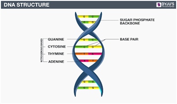 358x212 dna molecule diagram best of the chemical structure of dna